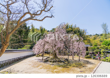 春の保寿院の満開の枝垂れ桜 春の保寿院の満開の枝垂れ桜 126306889