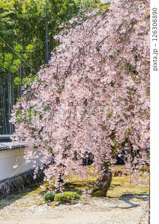 春の保寿院の満開の枝垂れ桜 春の保寿院の満開の枝垂れ桜 126306890