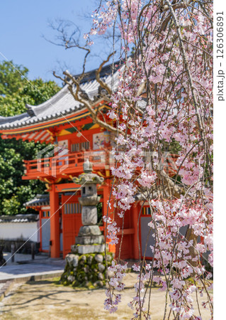 春の保寿院の満開の枝垂れ桜 126306891
