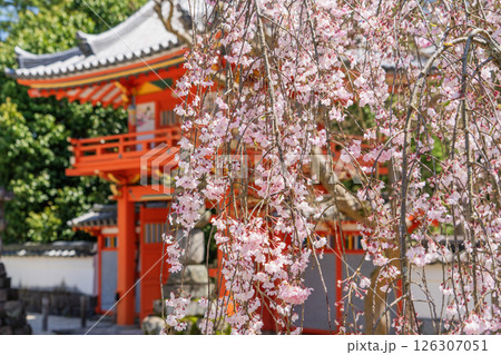 春の保寿院の満開のしだれ桜 126307051