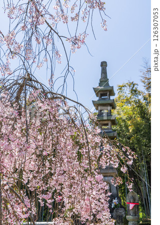 春の保寿院の満開のしだれ桜 126307053