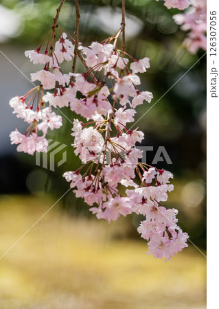 春の保寿院の満開のしだれ桜 126307056