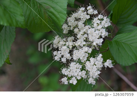 ガマズミ 126307059