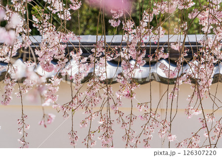 春の満開の保寿院の枝垂れ桜 春の満開の保寿院の枝垂れ桜 126307220