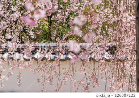 春の満開の保寿院の枝垂れ桜 126307222