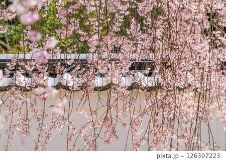 春の満開の保寿院の枝垂れ桜 126307223