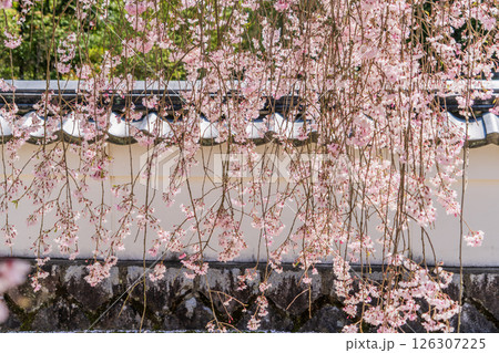 春の満開の保寿院の枝垂れ桜 126307225