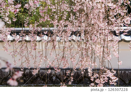 春の満開の保寿院の枝垂れ桜 春の満開の保寿院の枝垂れ桜 126307228