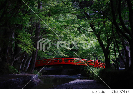 遠州森町・小國神社の青もみじと赤い橋 遠州森町・小國神社の青もみじと赤い橋 126307458