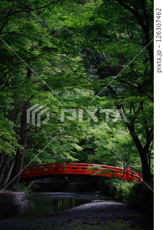 遠州森町・小國神社の青もみじと赤い橋 126307462