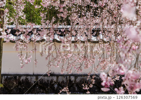 春の満開の保寿院の枝垂れ桜 春の満開の保寿院の枝垂れ桜 126307569