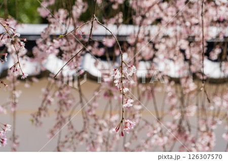 春の満開の保寿院の枝垂れ桜 126307570