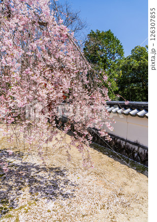 春の満開の保寿院の枝垂れ桜 126307855
