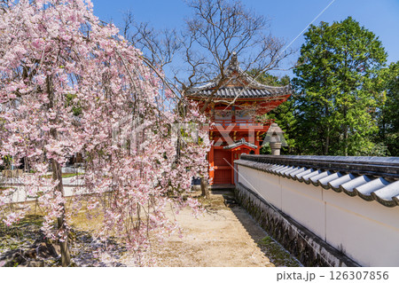 春の満開の保寿院の枝垂れ桜 126307856
