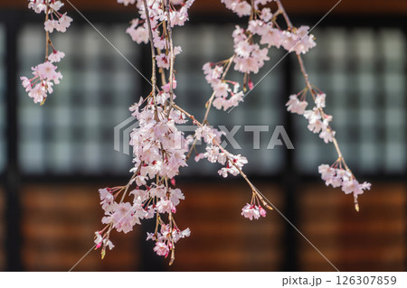 春の満開の保寿院の枝垂れ桜 126307859