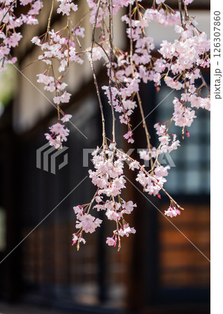 春の満開の保寿院の枝垂れ桜 126307860