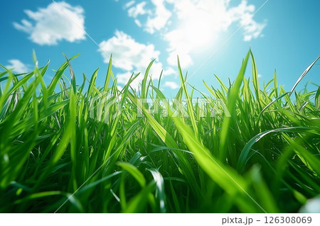 Close-up of vibrant grass blades with sunlight shining from a hazy sky filled with wispy clouds 126308069