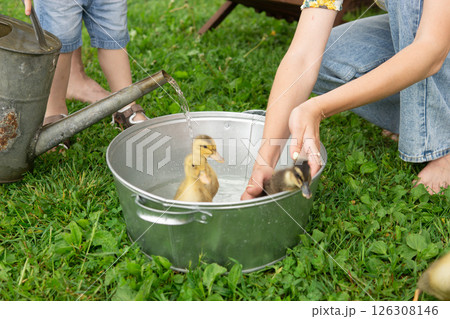 Woman and kid bathe baby ducklings in a metal basin with a watering can on the grass. Summer leisure on backyard. 126308146