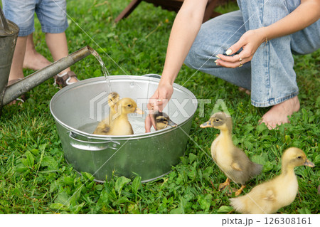 Woman and kid bathe baby ducklings in a metal basin with a watering can on the grass. Summer leisure on backyard. 126308161