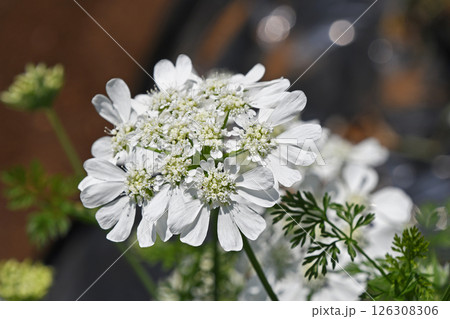 オルレア・ホワイトレース 126308306