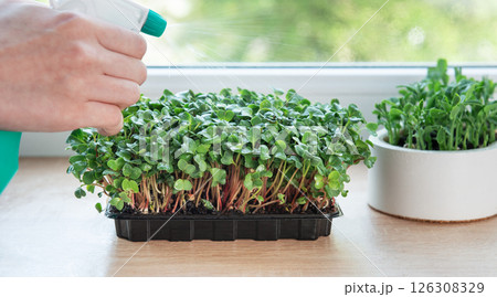 Gardener spraying microgreens growing in plastic containers on windowsill Gardener spraying microgreens growing in plastic containers on windowsill 126308329