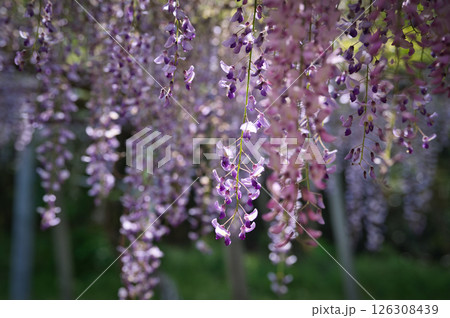 垂れ下がる藤の花 垂れ下がる藤の花 126308439