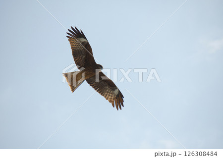 空を飛ぶ鳥 126308484