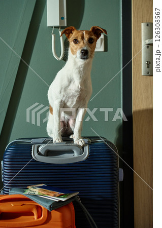 Dog sitting on suitcase ready for travel with owner Dog sitting on suitcase ready for travel with owner 126308567