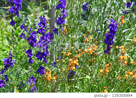 花アロエとラークスパー 126308994