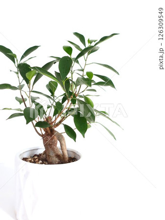 ガジュマル　観葉植物 126309549