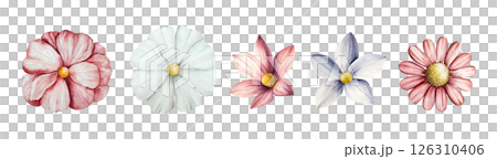 Spring flowers set. Watercolor gerbera, chamomile, echinacea. Hand drawn wildflower art isolated on background, transparent png. Botanical, easter and wedding illustration. Baby shower design elements 126310406
