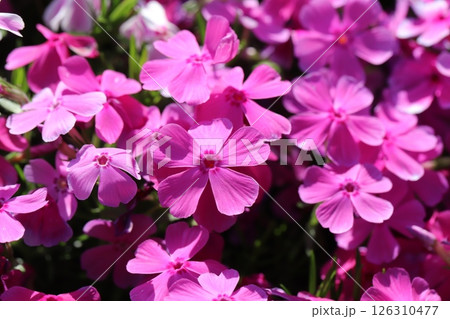 春の庭に咲くピンク色のシバザクラの花 春の庭に咲くピンク色のシバザクラの花 126310477