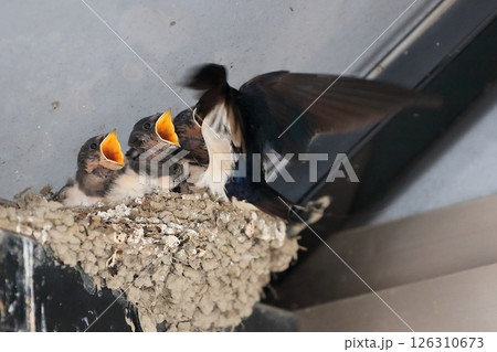 ツバメの雛（餌やり） 126310673