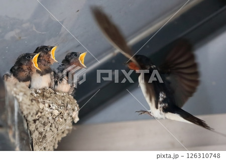ツバメの雛(餌やり) ツバメの雛(餌やり) 126310748
