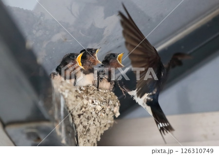 ツバメの雛(餌やり) ツバメの雛(餌やり) 126310749