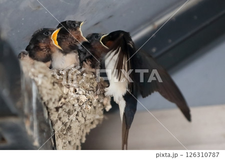 ツバメの雛(餌やり) ツバメの雛(餌やり) 126310787