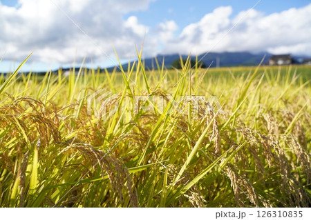 稲穂 青空 米不足 稲穂 青空 米不足 126310835