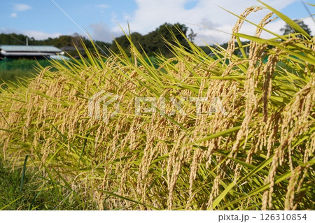 稲穂　青空　米不足 126310854