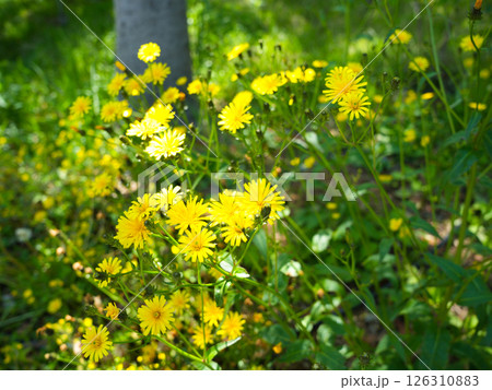 林の中鮮やかに咲く黄色のタンポポモドキの花 126310883