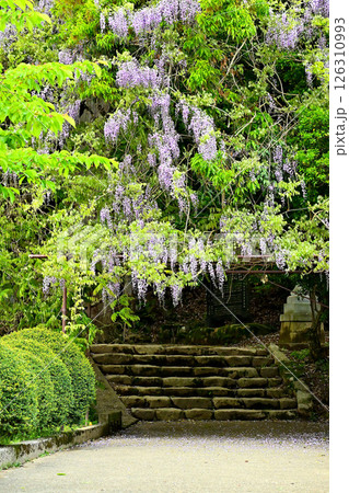磯部神社の山藤の花 山藤の花 磯部神社の山藤の花 山藤の花 126310993