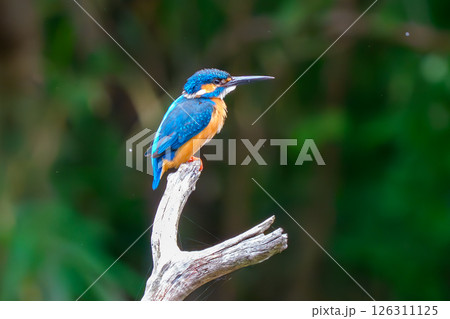 飛び立つ直前のカワセミ 126311125