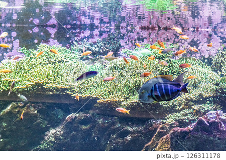 水族館の魚たち 126311178