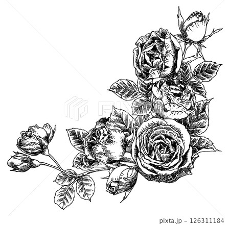 ペン画ばらフレームコーナー素材 126311184