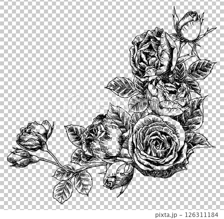 ペン画ばらフレームコーナー素材 126311184