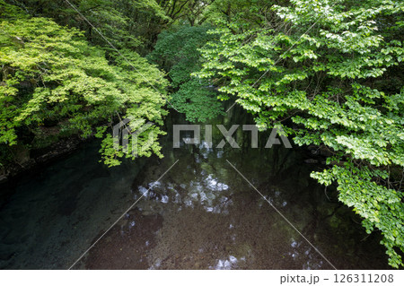 新緑の頃菊池渓谷の美しい風景 新緑の頃菊池渓谷の美しい風景 126311208