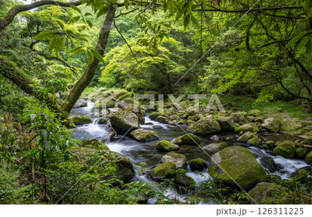 新緑の頃菊池渓谷の美しい風景 126311225