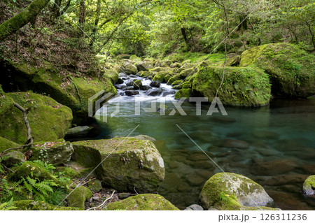 新緑の頃菊池渓谷の美しい風景 新緑の頃菊池渓谷の美しい風景 126311236