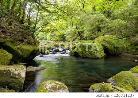 新緑の頃菊池渓谷の美しい風景 新緑の頃菊池渓谷の美しい風景 126311237