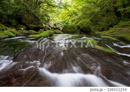 新緑の頃菊池渓谷の美しい風景 新緑の頃菊池渓谷の美しい風景 126311254