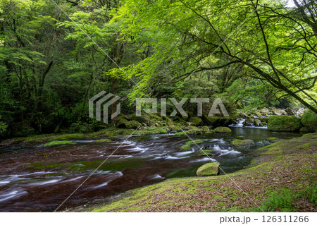 新緑の頃菊池渓谷の美しい風景 126311266
